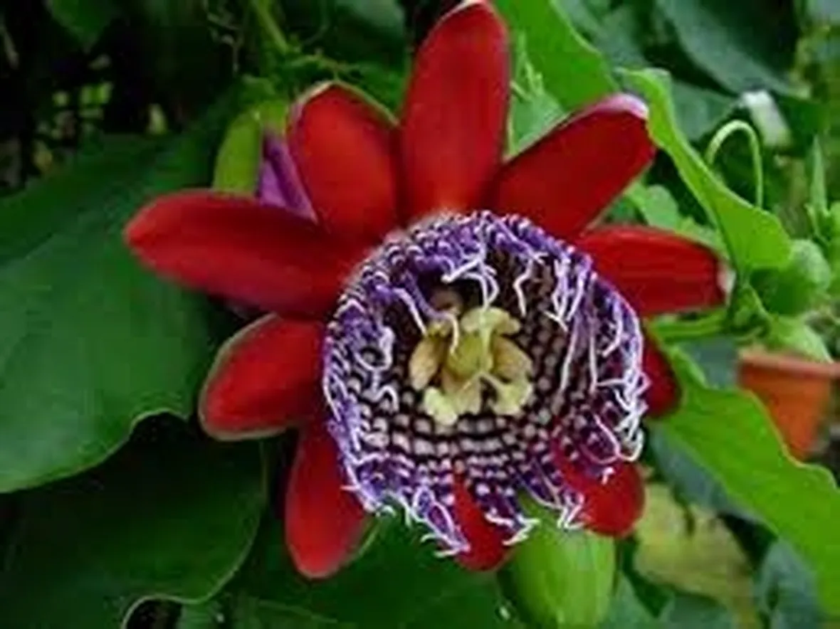 Domanda: la passiflora