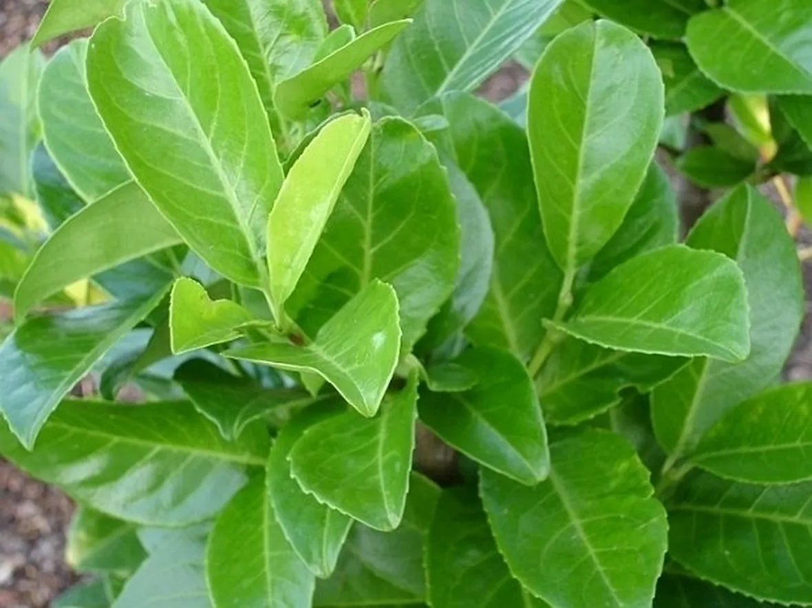 Domanda : lauro ceraso