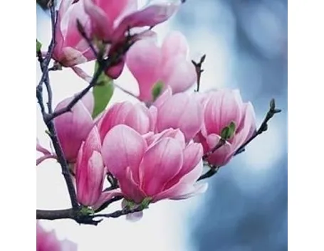 Domanda : magnolia e abete