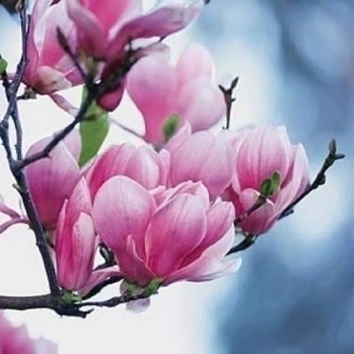 Domanda : magnolia e abete