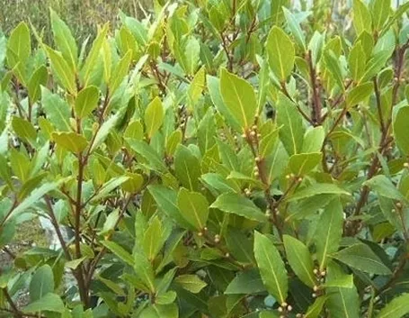 Domanda: Mal Bianco sul Lauro