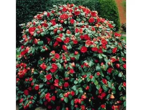 Domanda: Mallattia camelia
