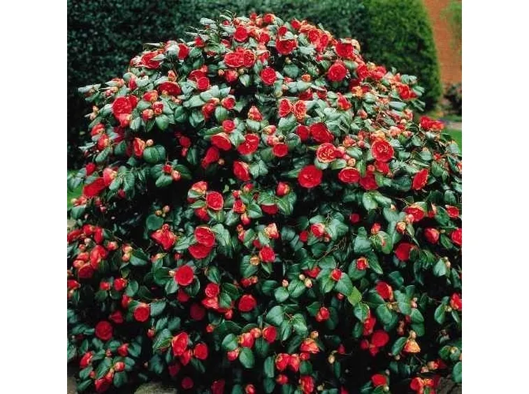 Domanda: Mallattia camelia