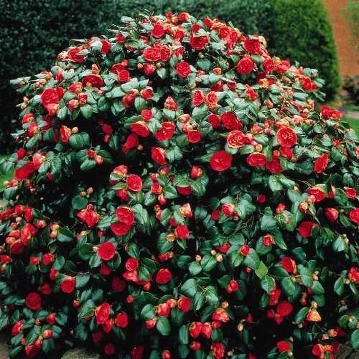 Domanda: Mallattia camelia