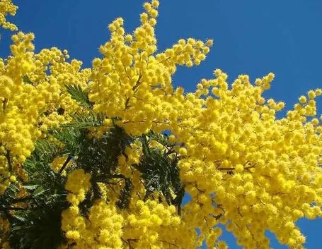 Domanda: Mimosa