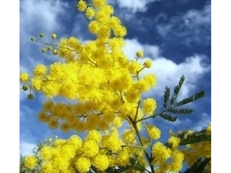 Domanda : mimosa