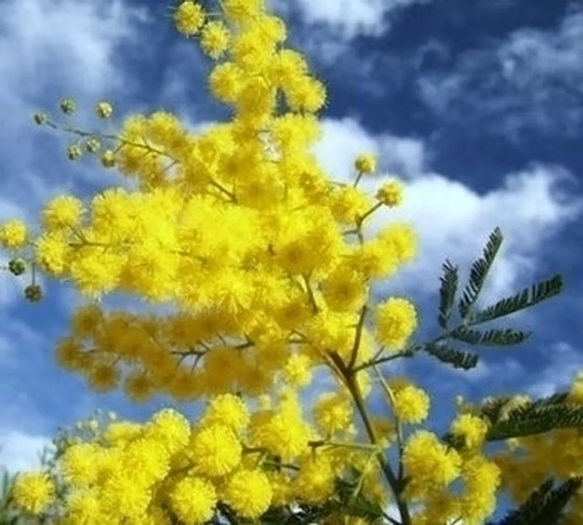 Domanda : mimosa