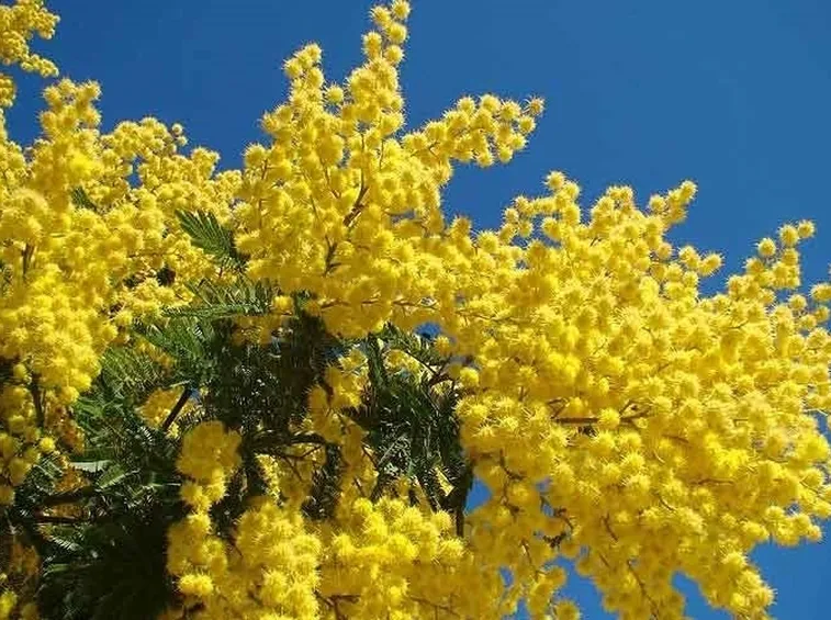 Domanda: Mimosa
