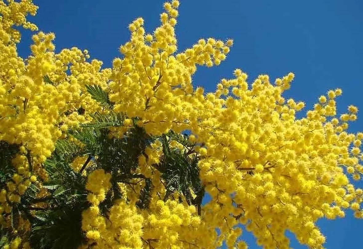 Domanda: Mimosa