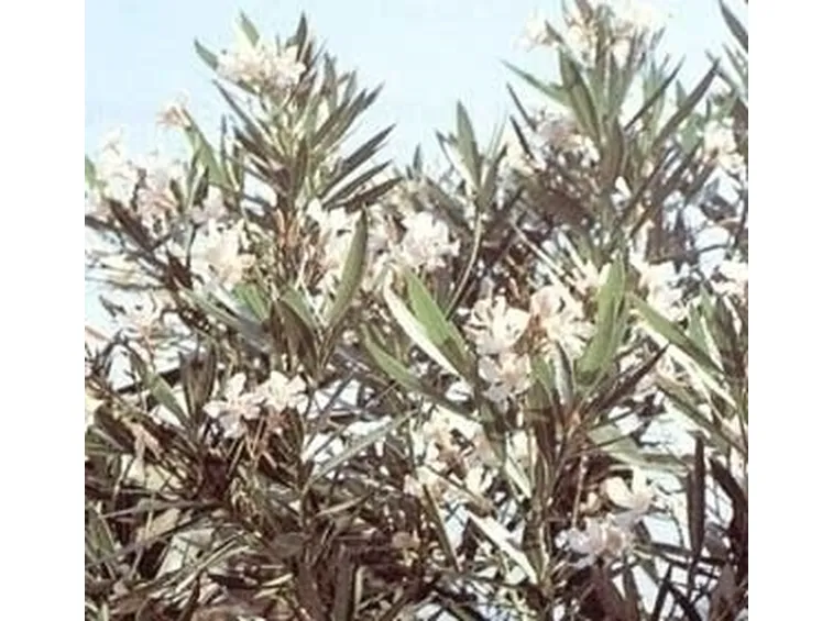 Domanda : Oleandro