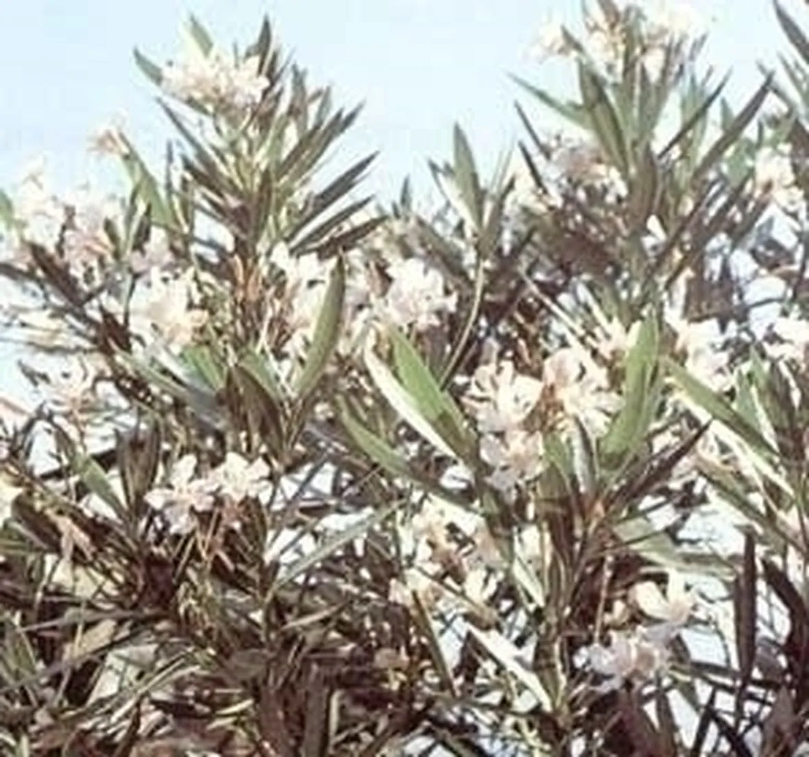 Domanda : Oleandro