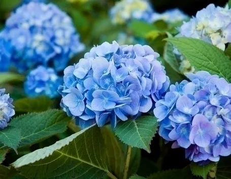Domanda: ortensia con fiori appassiti