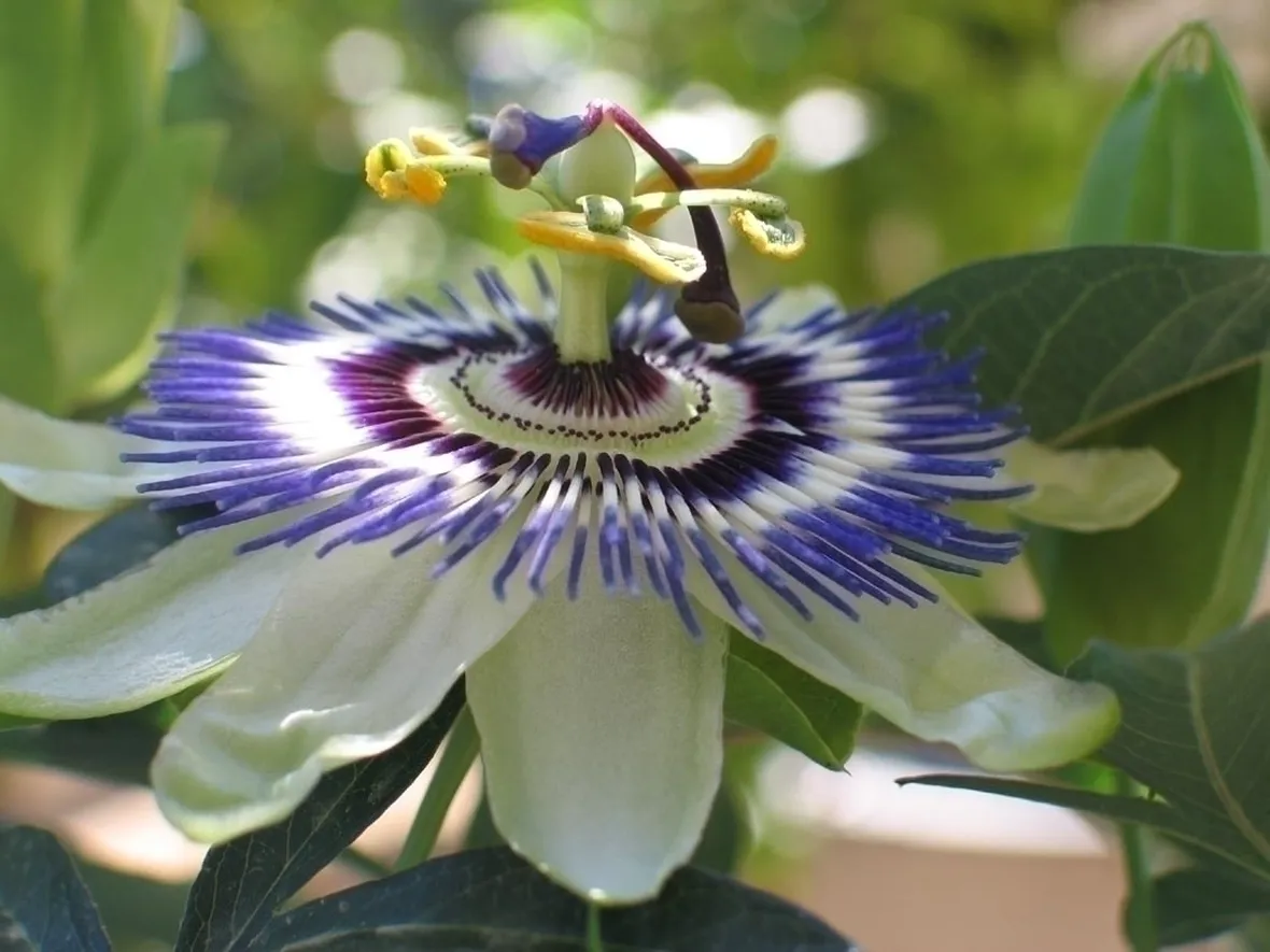 Domanda : Passiflora