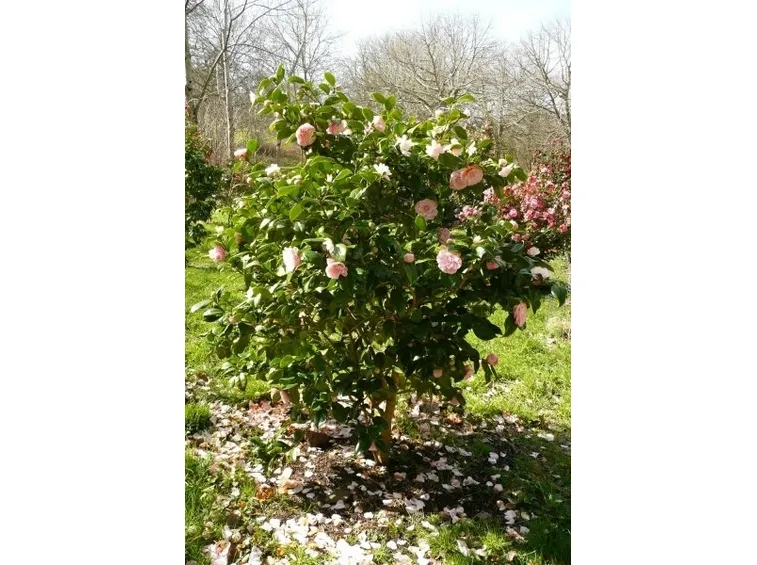 Domanda: perchè i boccioli della mia camelia cadono?
