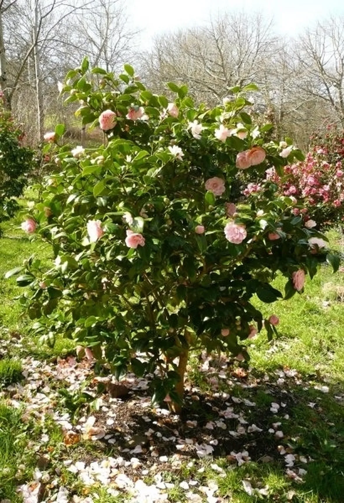 Domanda: perchè i boccioli della mia camelia cadono?