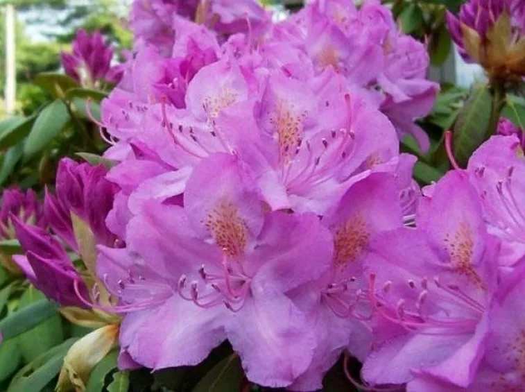 Domanda: perché il mio rododendro non fiorisce?