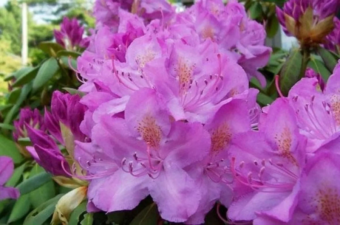 Domanda: perché il mio rododendro non fiorisce?