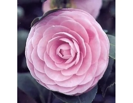 Domanda: perchè la mia camelia fa pochi fiori?