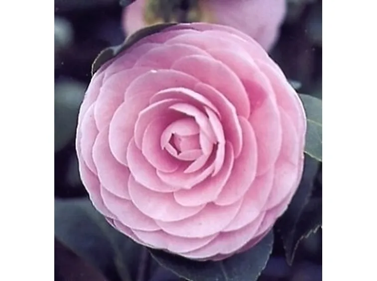 Domanda: perchè la mia camelia fa pochi fiori?