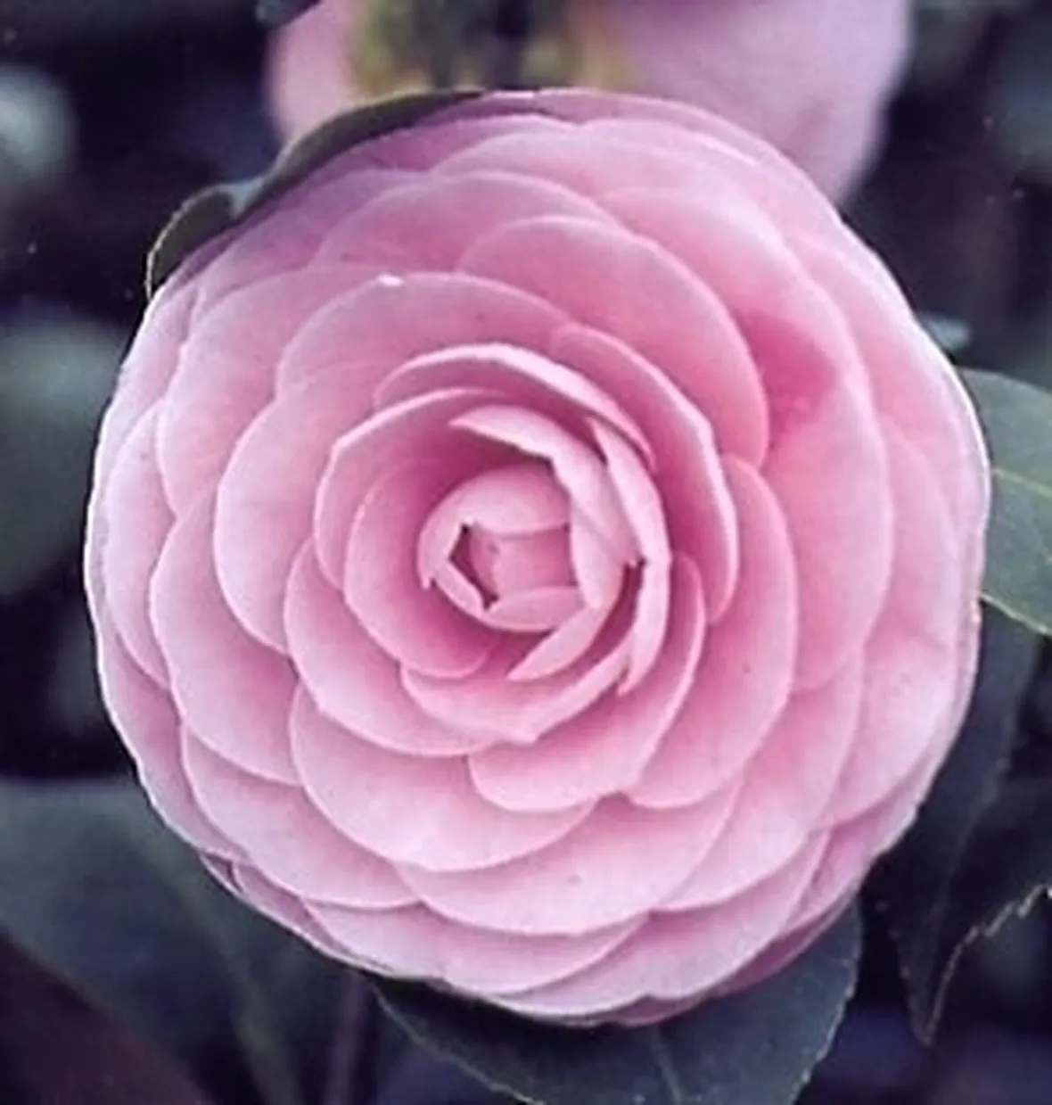 Domanda: perchè la mia camelia fa pochi fiori?