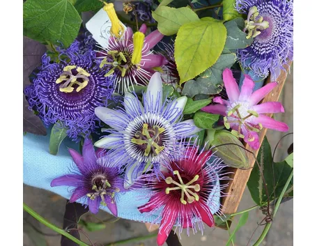 Domanda: perchè la mia passiflora non ha ancora fatto le foglie?