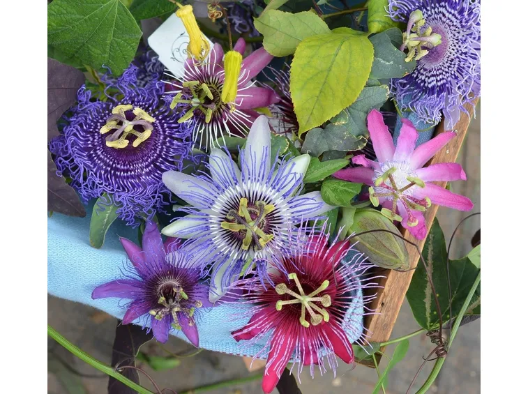 Domanda: perchè la mia passiflora non ha ancora fatto le foglie?