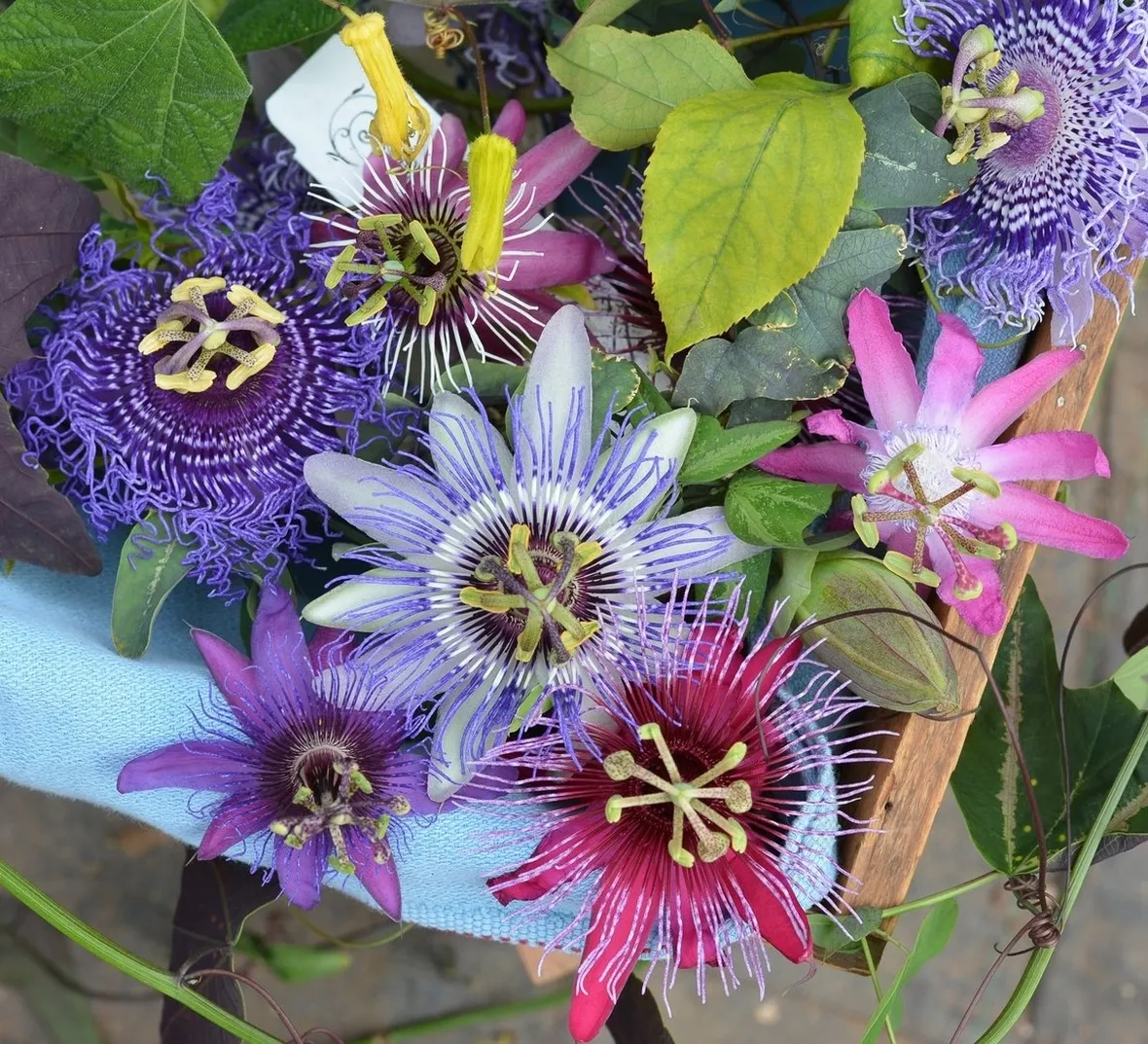 Domanda: perchè la mia passiflora non ha ancora fatto le foglie?