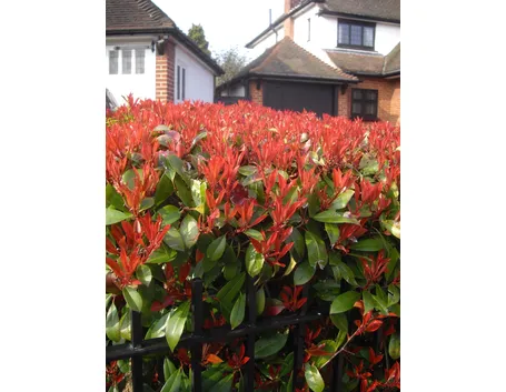 Domanda: Photinia