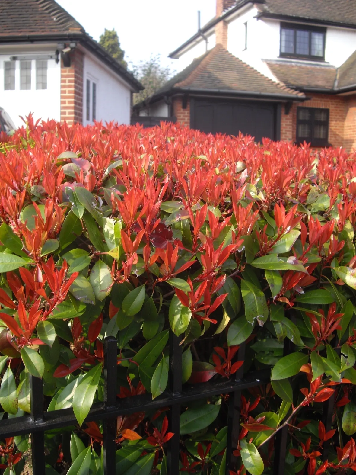 Domanda: Photinia