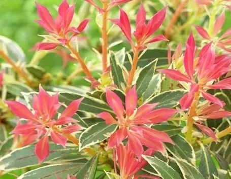 Domanda: Pieris e Schimmia 