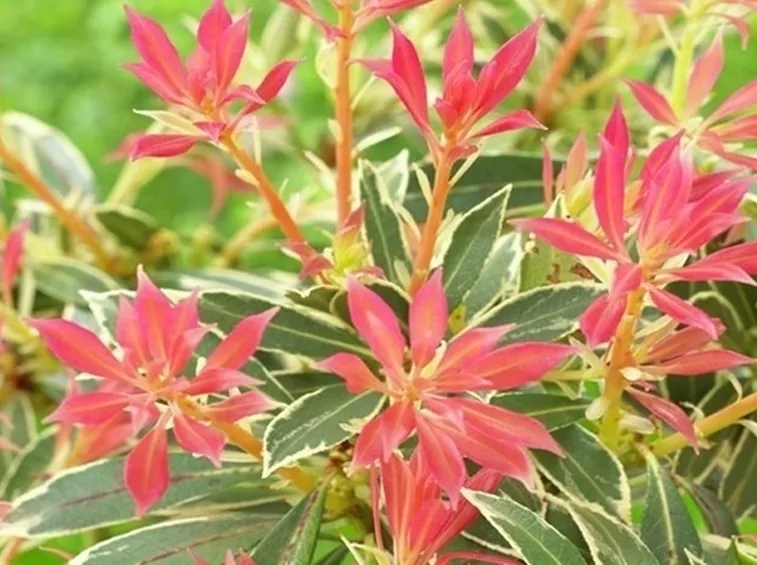 Domanda: Pieris e Schimmia 
