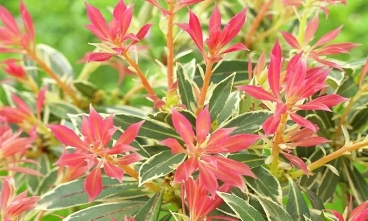 Domanda: Pieris e Schimmia 