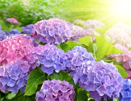 Domanda: potare i fiori dell'ortensia