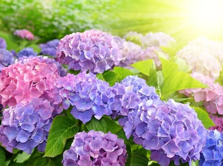 Domanda: potare i fiori dell'ortensia