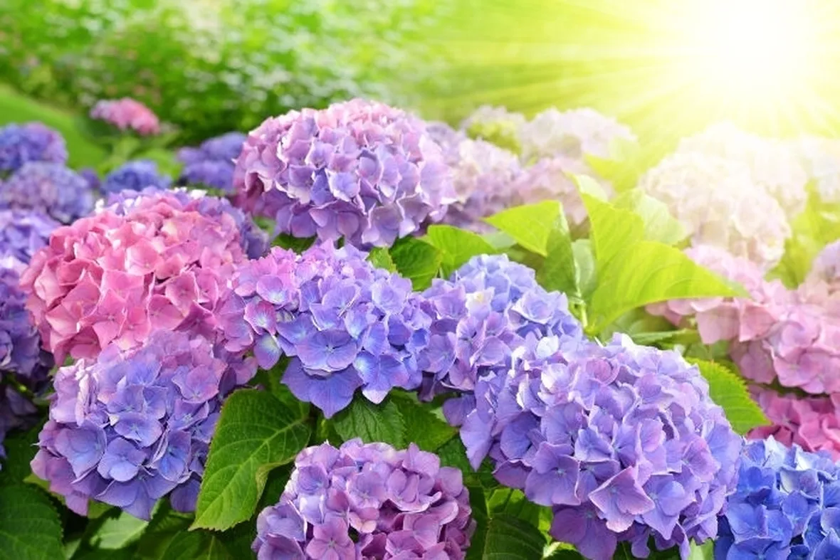 Domanda: potare i fiori dell'ortensia