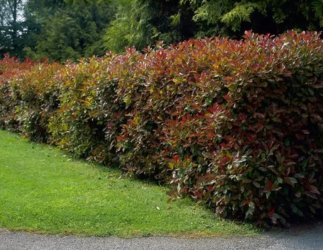 Domanda : Potatura photinia