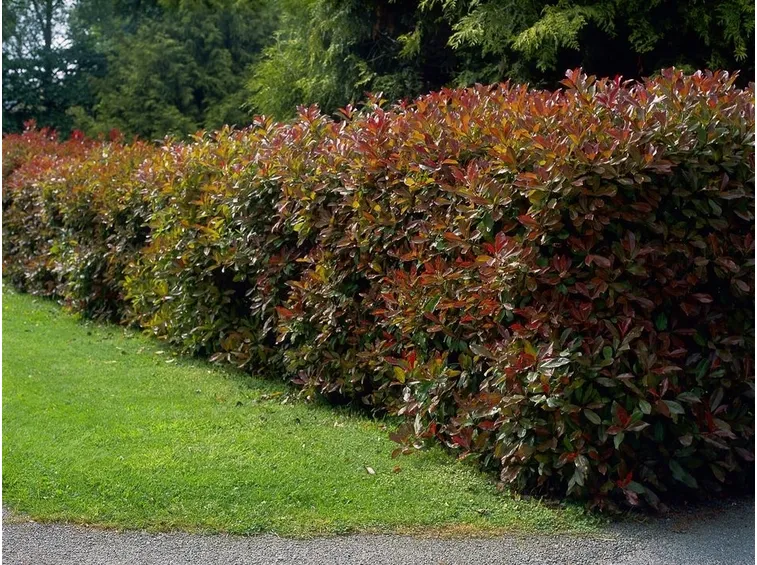 Domanda : Potatura photinia