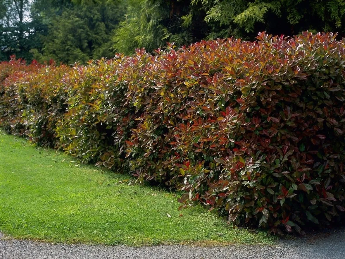 Domanda : Potatura photinia