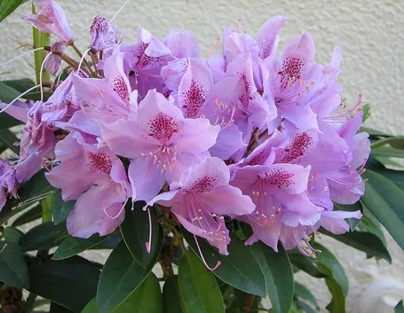 Domanda : problema azalea