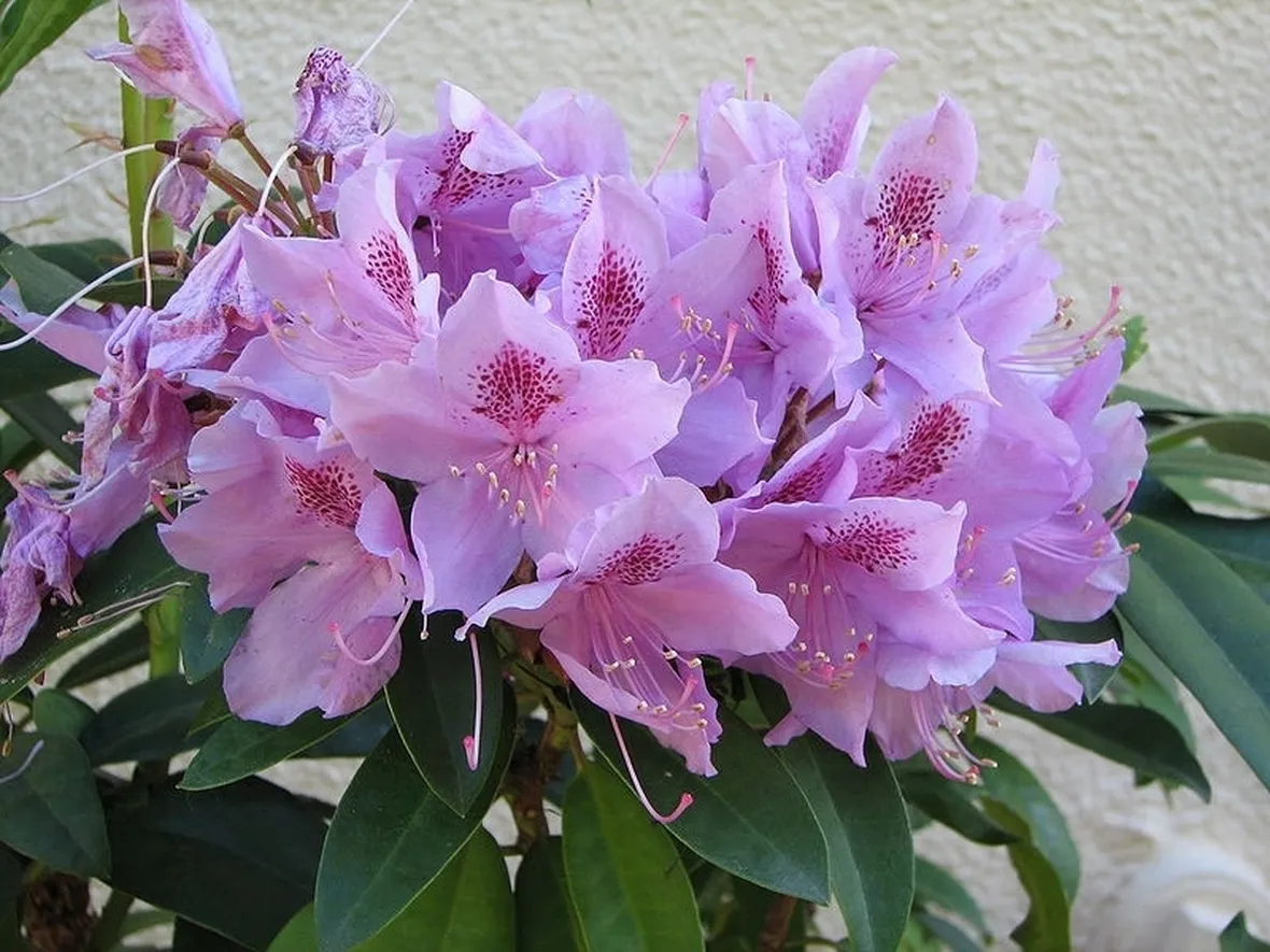 Domanda : problema azalea