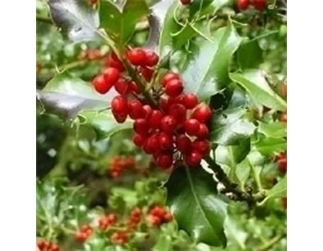 Domanda: Quando potare una siepe di agrifoglio e forsythia?