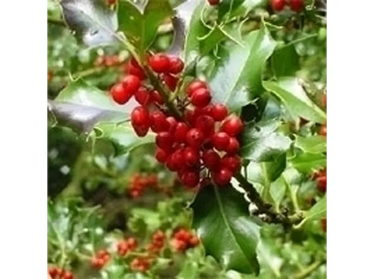 Domanda: Quando potare una siepe di agrifoglio e forsythia?