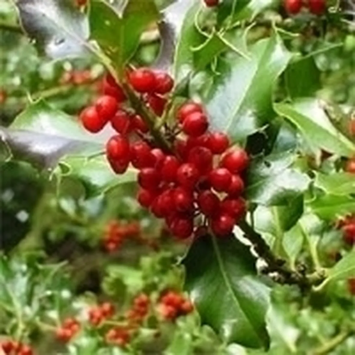 Domanda: Quando potare una siepe di agrifoglio e forsythia?