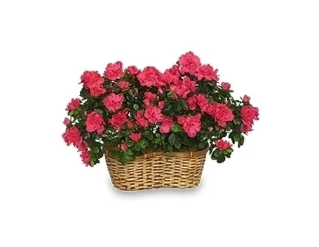 Domanda: Quanto diventa grande una azalea?