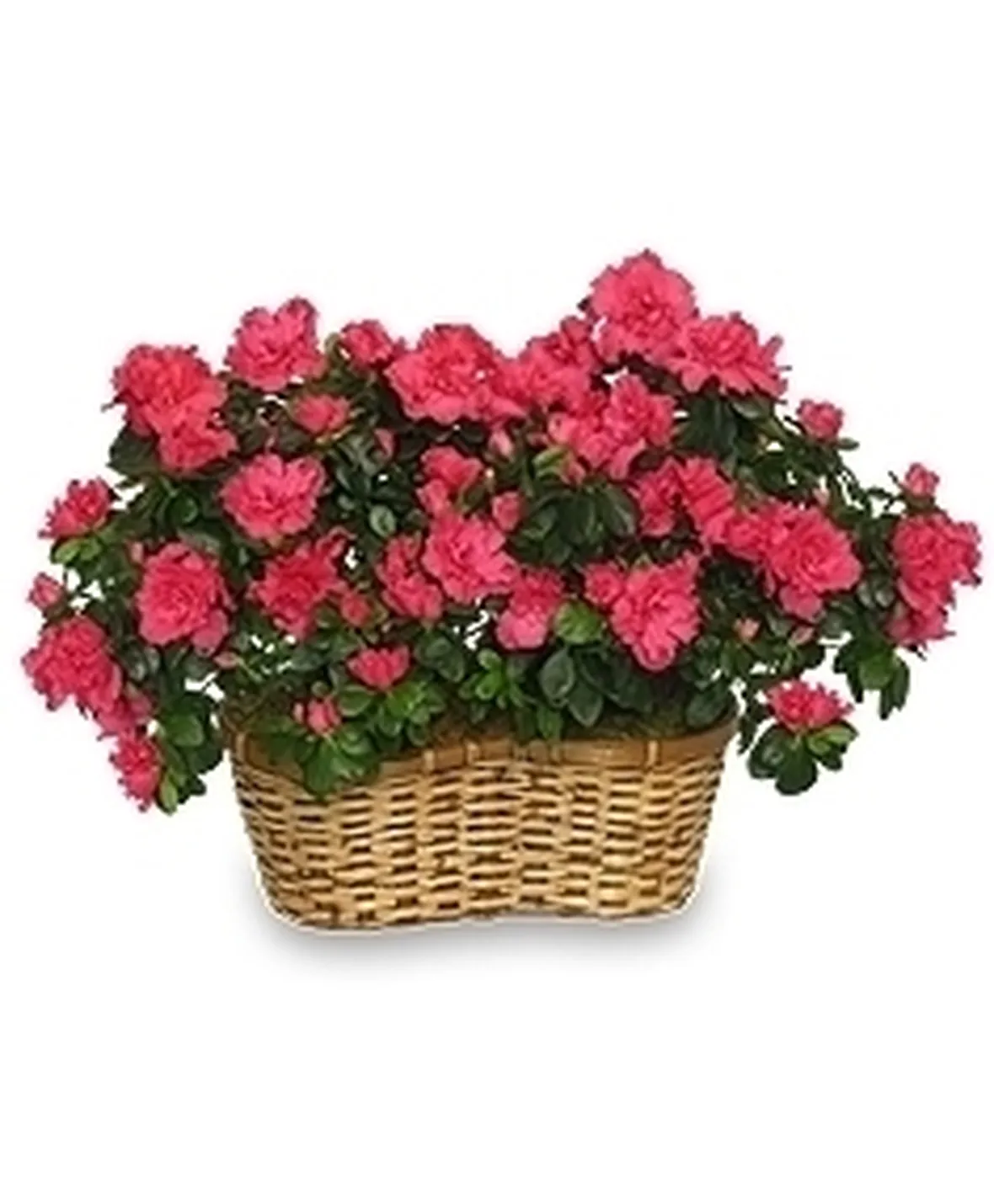Domanda: Quanto diventa grande una azalea?