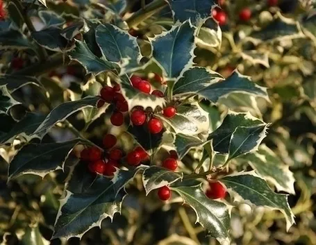 Domanda: Rinvaso dell'agrifoglio