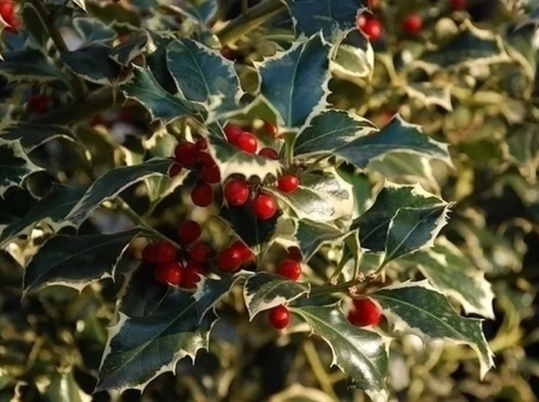 Domanda: Rinvaso dell'agrifoglio