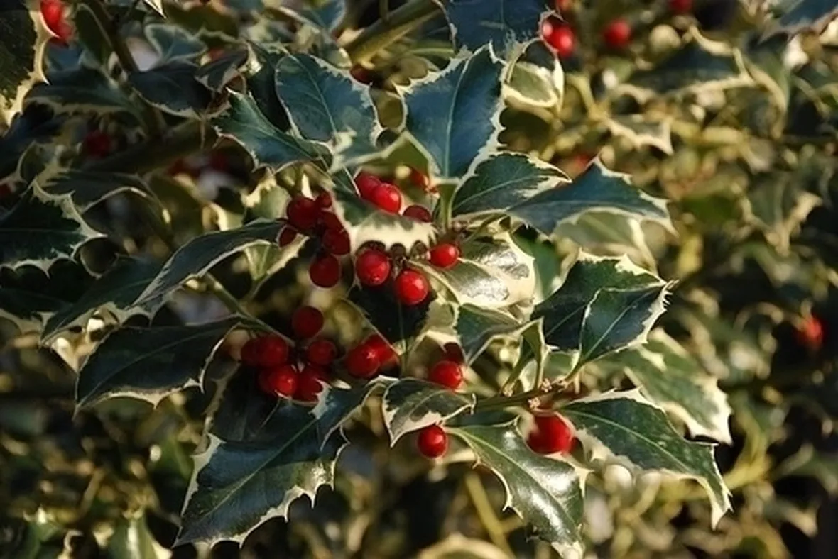Domanda: Rinvaso dell'agrifoglio