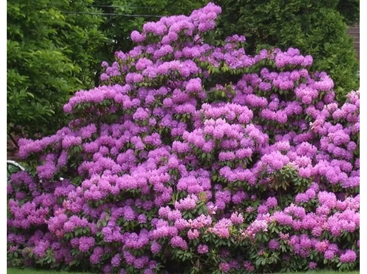 Domanda : rododendro