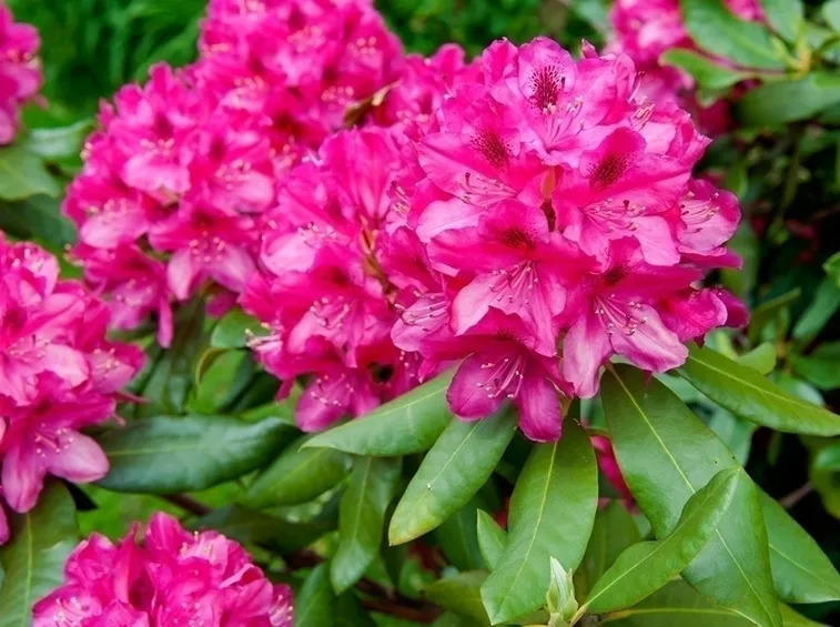 Origini del rododendro